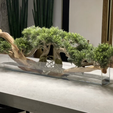 Trailing Cedar Bonsai on Glass Plate Planter