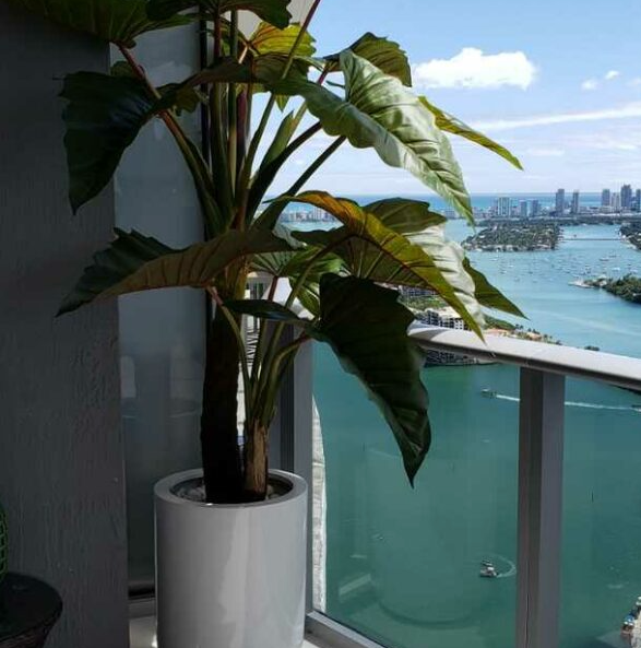 Red Prince Alocasia with Dice XL Planter