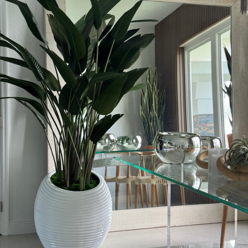 Bird of Paradise in White Spiral Planter