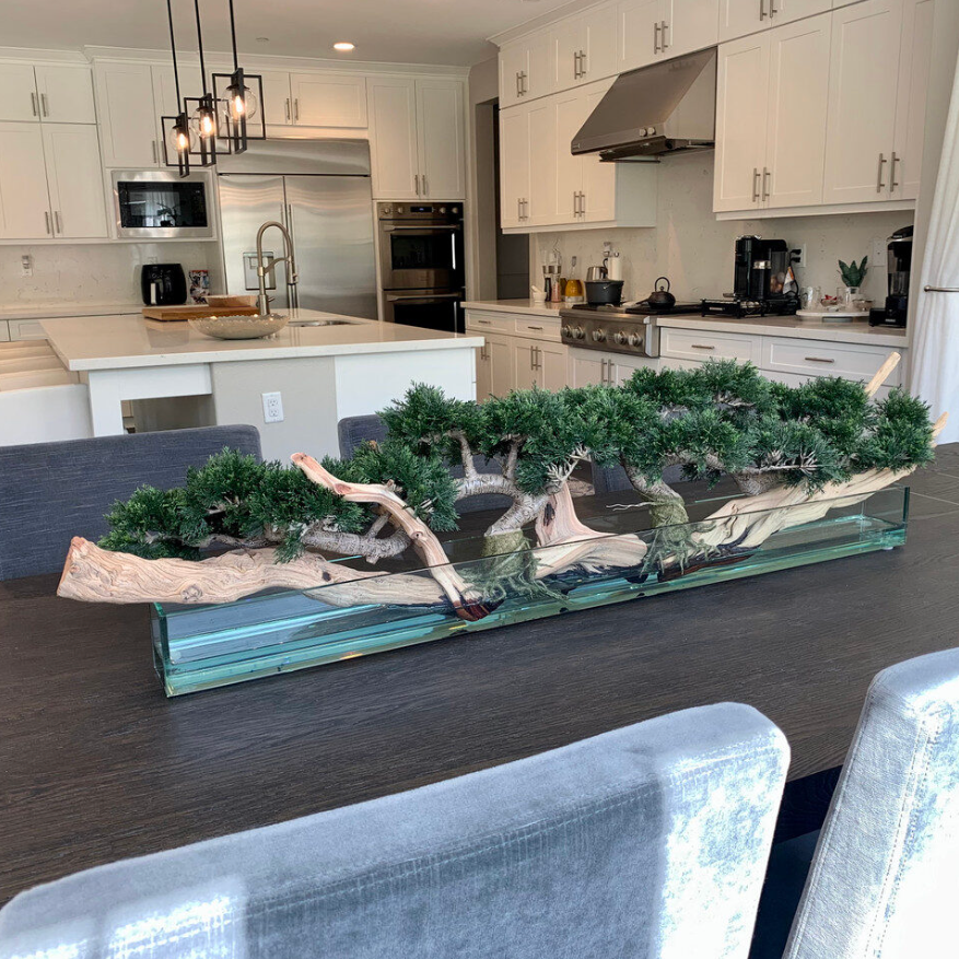 Trailing Cedar Bonsai on Glass Plate Planter