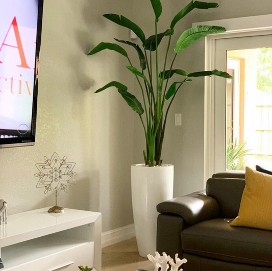 Bird of Paradise with Dax L Planter