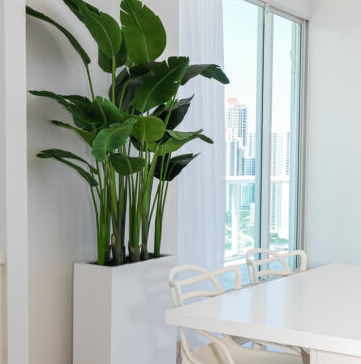 Bird of Paradise with Jort Slim Medium Planter in Glossy White